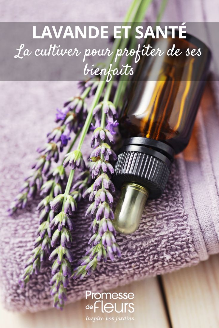 Lavendel: Vorteile und Anbau