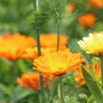 Ringelblume: Heilpflanze für den Garten