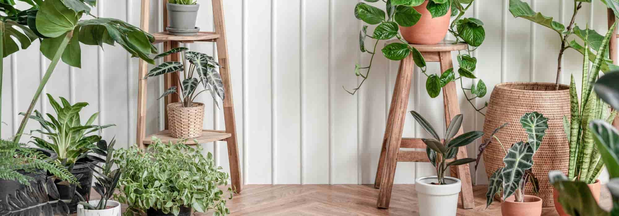 Sind Pflanzen im Haus gut?