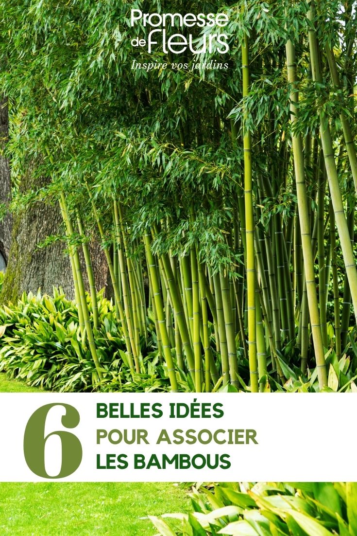 Bambus im Garten