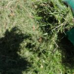 Rasenschnitt als Mulch: Vor- und Nachteile