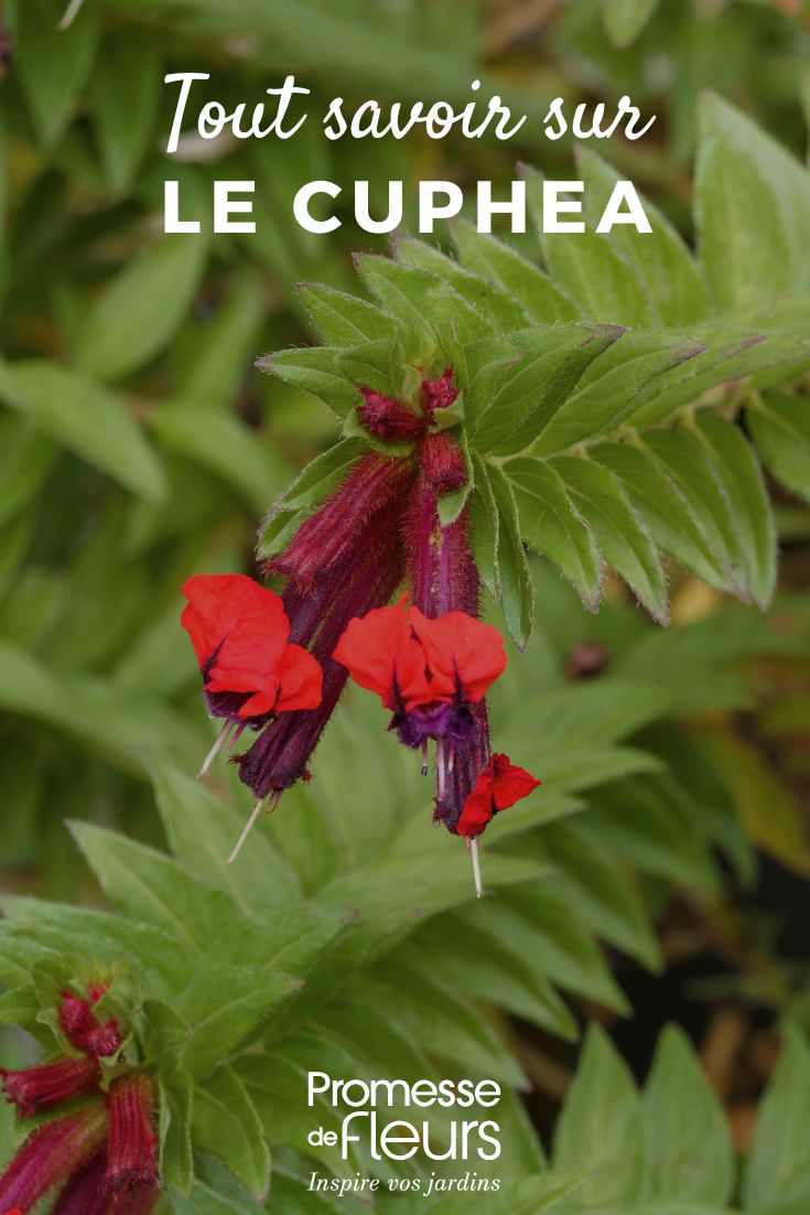Cuphea-Blume
