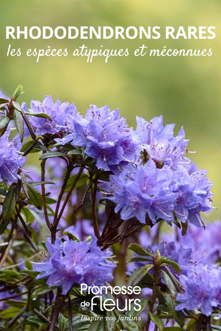 Alpenrose 'Blue Tit'