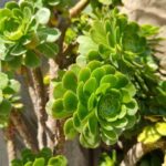 Aeonium vermehren?