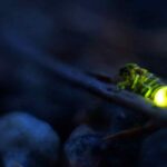 Glühwürmchen im Garten: gefürchteter Schneckenjäger
