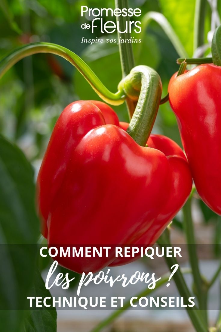Paprika