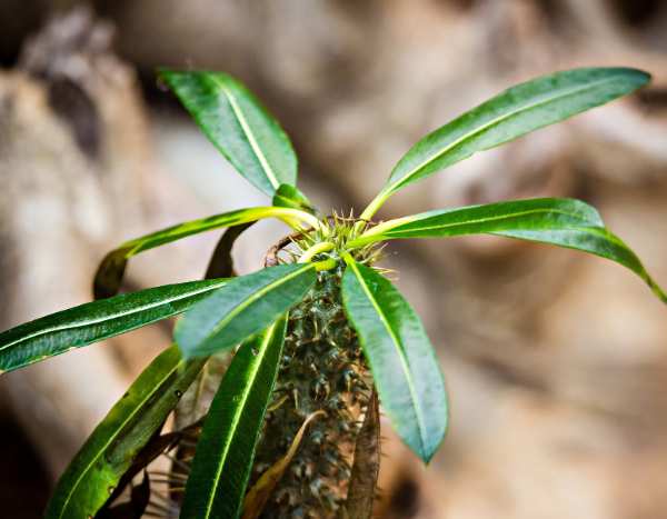 Madagaskarpalme vermehren?