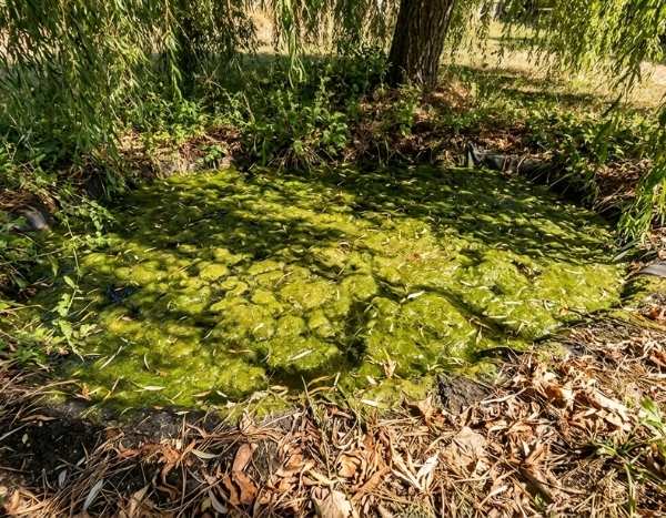 Gartenteichpflege: So machen Sie es falsch