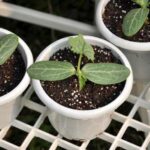 Melonen richtig ins Beet pflanzen