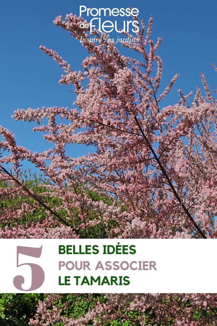 Blüte der Sommertamariske