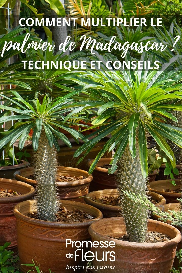 Madagaskarpalme