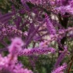 5 schöne Ideen für die Kombination mit Sommertamariske