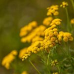 Gefällt mir/Gefällt mir nicht: Gelb im Garten