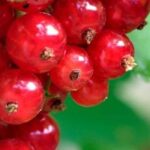 Krankheiten und Schädlinge der Johannisbeere