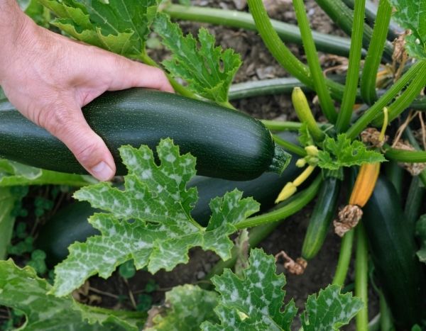 Zucchini ernten und richtig lagern