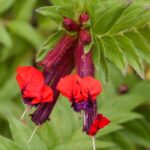 Köcherblümchen: Krankheiten & Schädlinge – Tipps