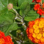 Wandelröschen: Krankheiten & Parasiten bekämpfen?