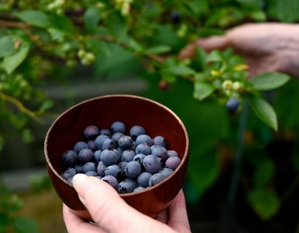 Heidelbeeren ernten und lagern?