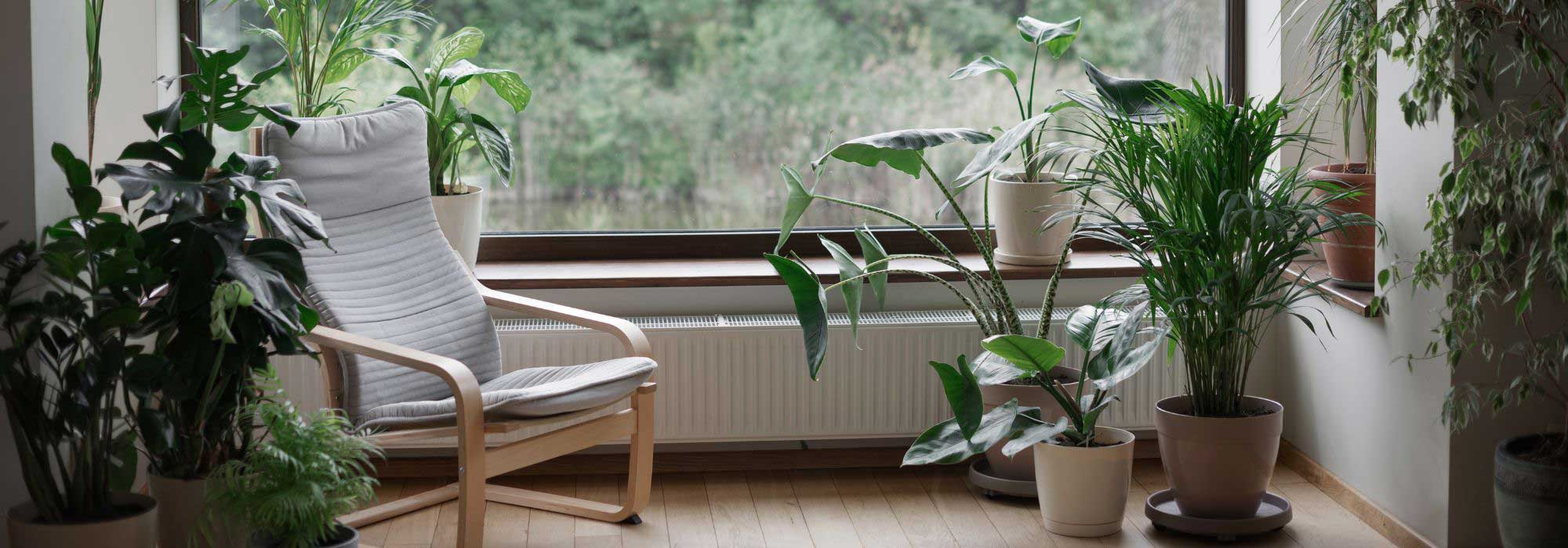 Hitzewelle: Welche Zimmerpflanzen kühlen das Haus?