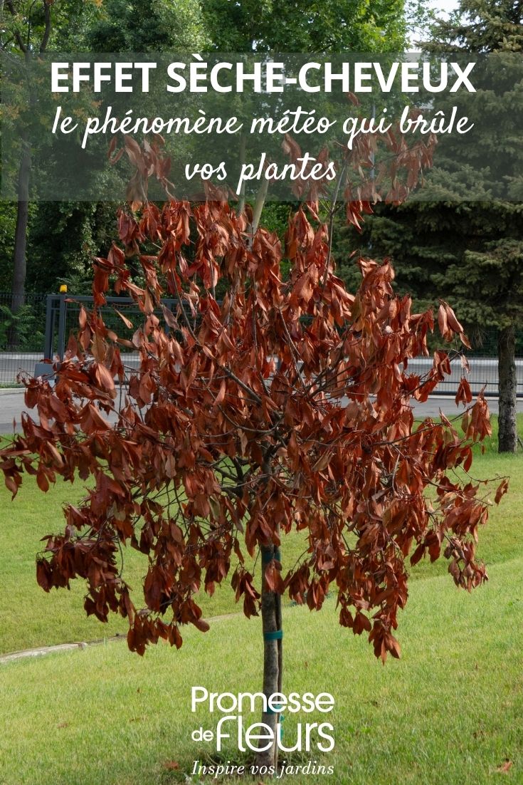 Baum, Herbstlaub, Hitze