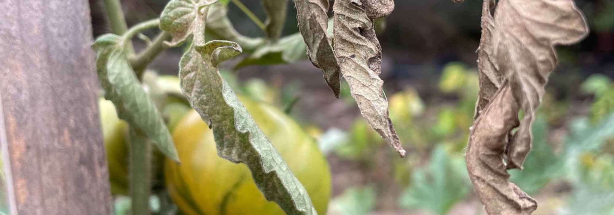 Gemüsegarten: Was tun mit hitzegeschädigten Gemüsepflanzen?