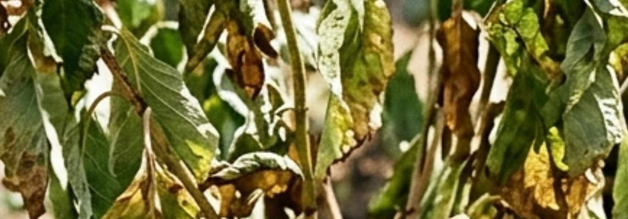 Bäume und Sträucher nach trockenem Sommer stärken
