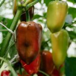 Warum tragen meine Paprika keine Früchte?