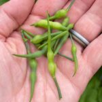 Rettich-Samen ernten?