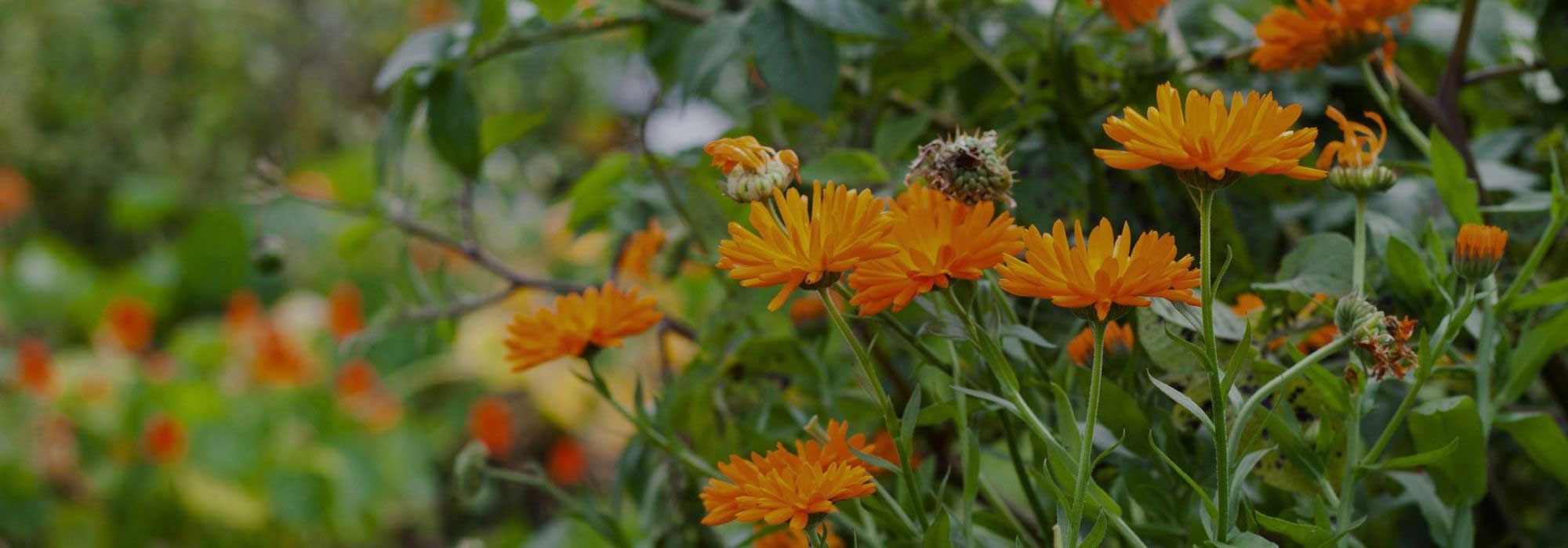 Warum Ringelblumen im Gemüsegarten pflanzen?