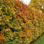 Alte Hainbuchenhecke verjüngen?