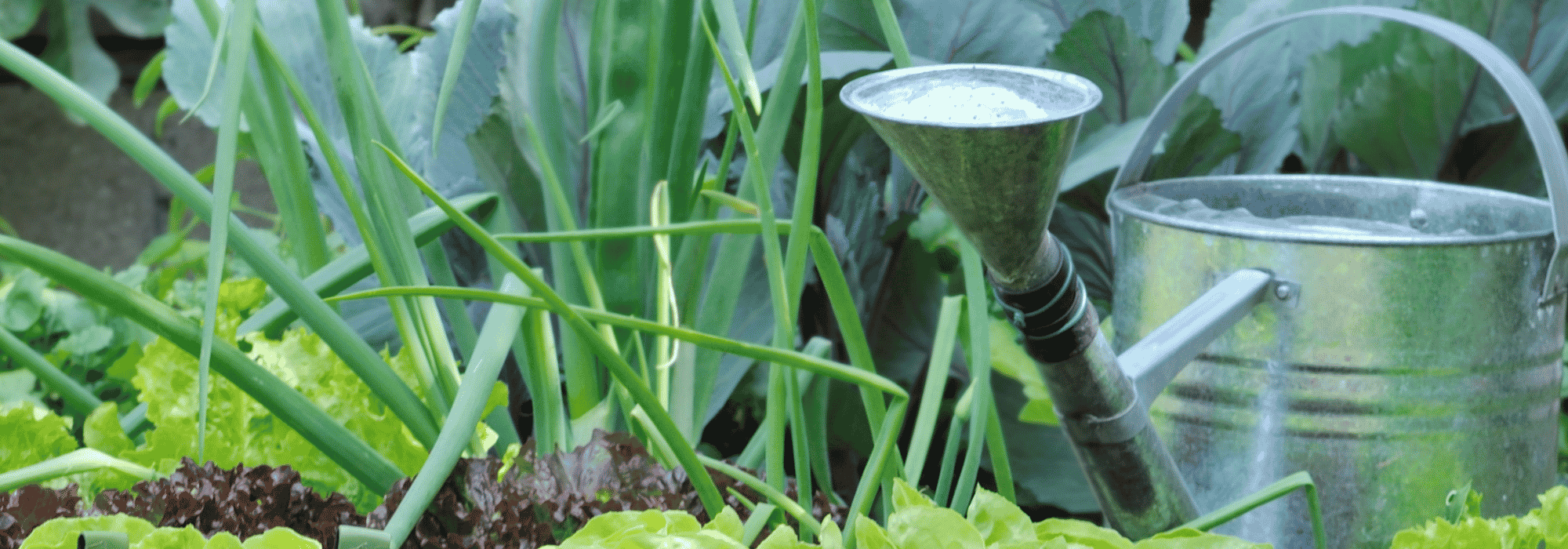 Bremst Leitungswasser das Gemüse im Garten?