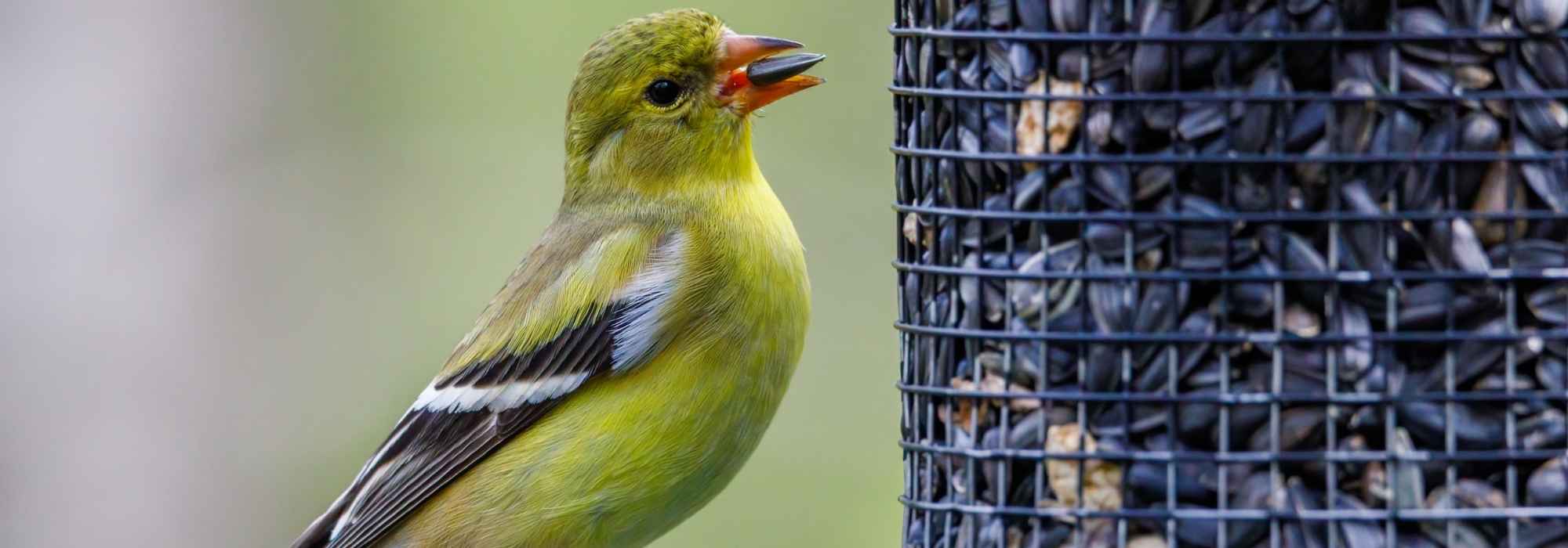 Welche Samen für welche Gartenvögel?
