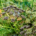 Petersiliensamen ernten und lagern?
