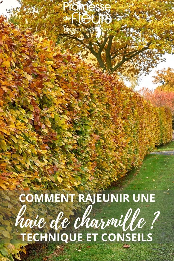 Hecke aus Gewöhnlicher Hainbuche