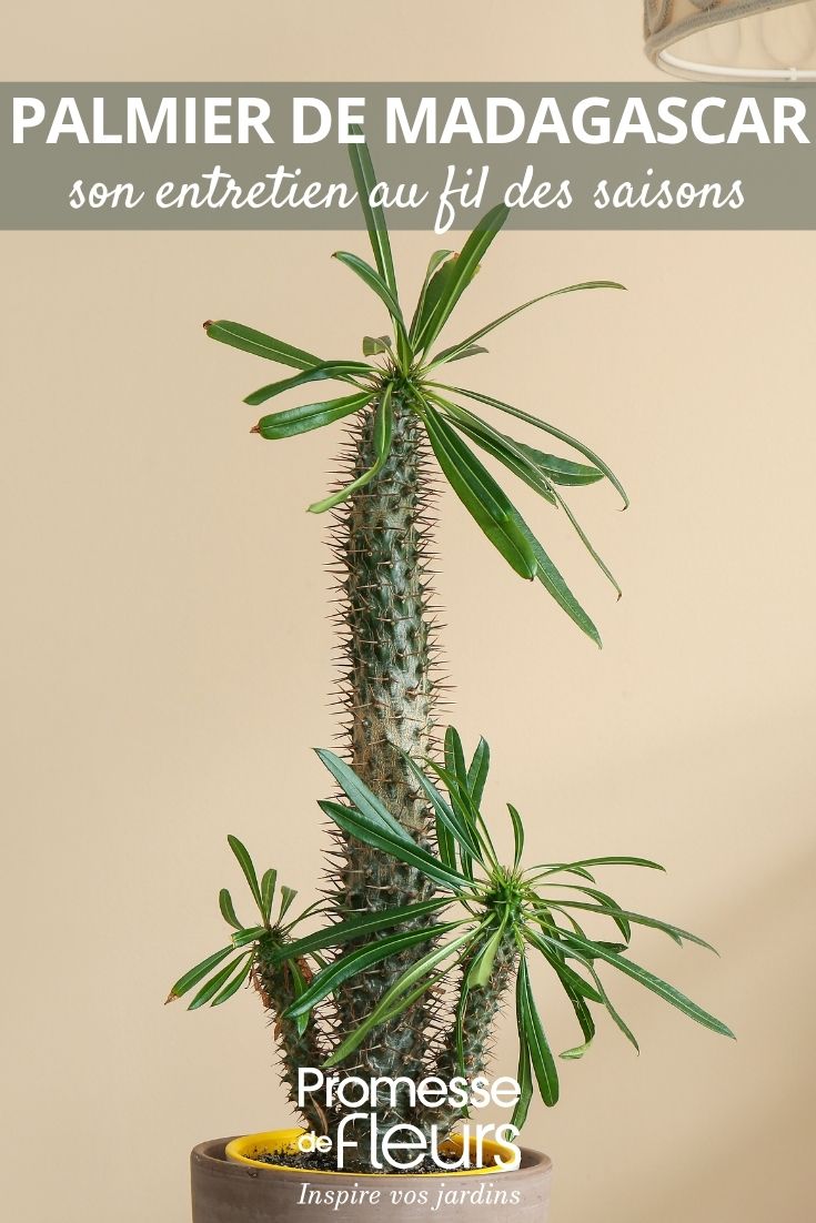 Madagaskarpalme im Topf