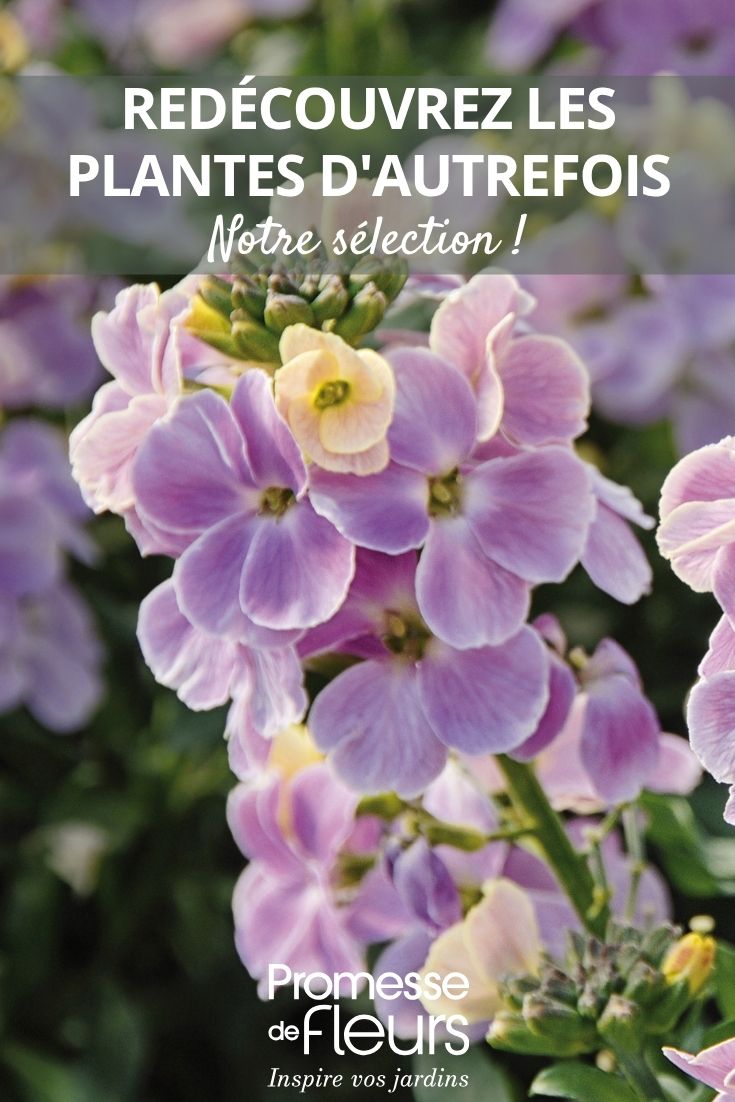 Erysimum-Blüten