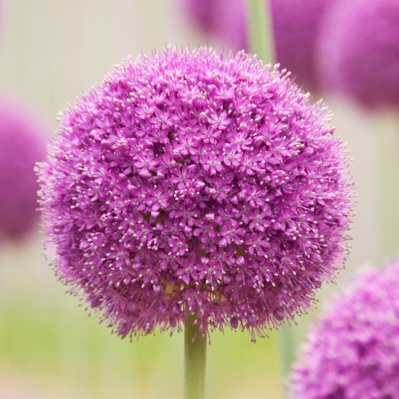 Violette mauve und purpurne Blütenzwiebeln