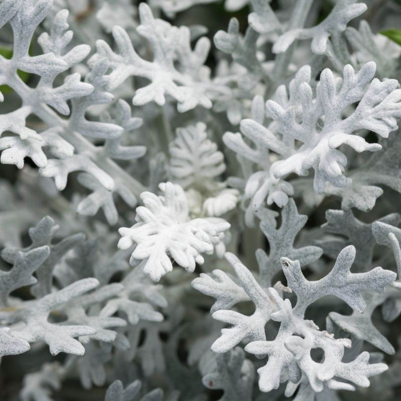 Silber greiskraut - Senecio cineraria