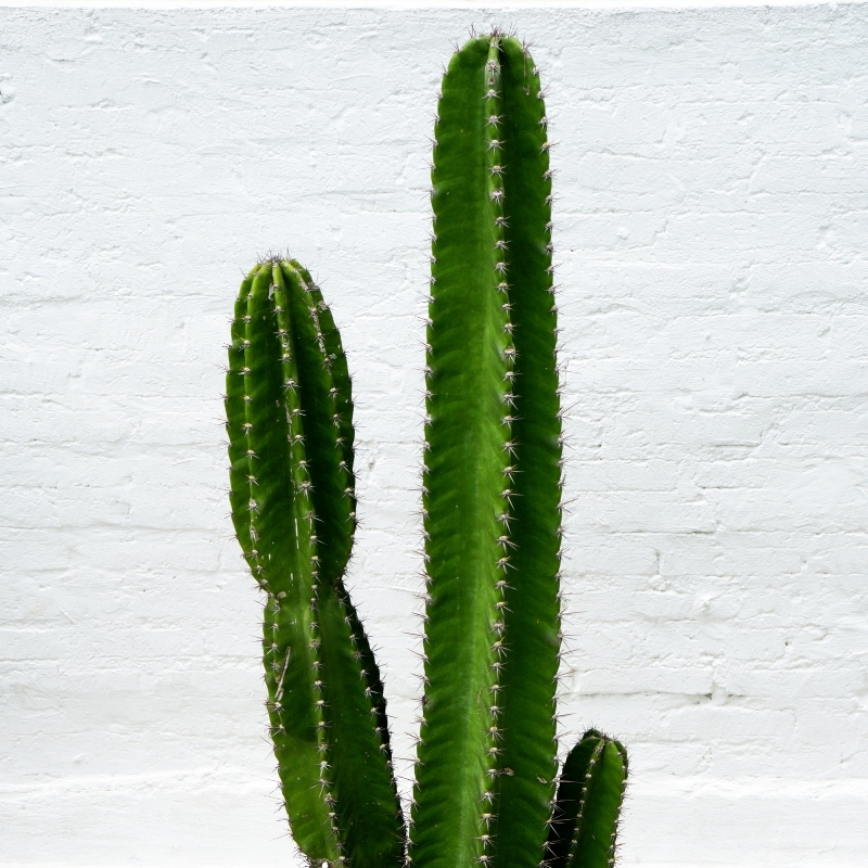 Wolfsmilch kaktus - Euphorbia kaktus