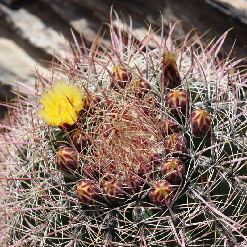 Ferocactus - Ferokaktus