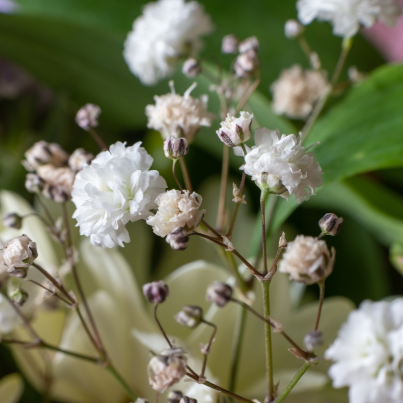 Gipskrautsamen - Gypsophila 