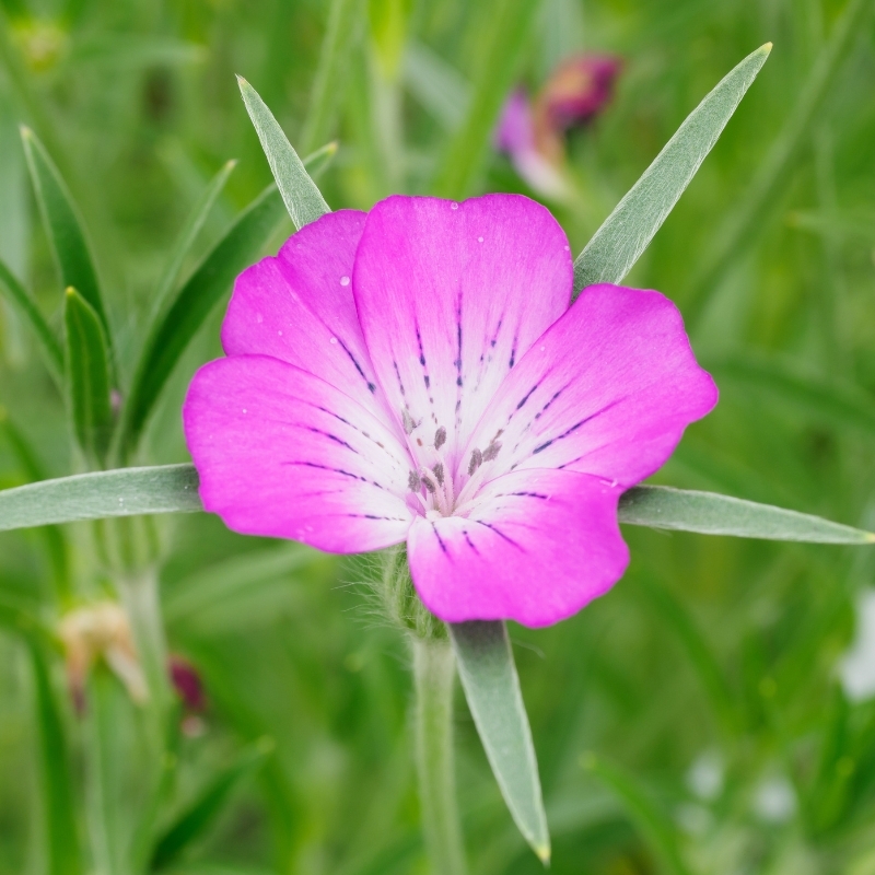 Kornradesamen - Agrostemma githago