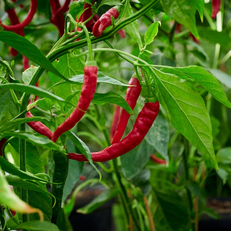 Chili pepper - Capsicum annuum