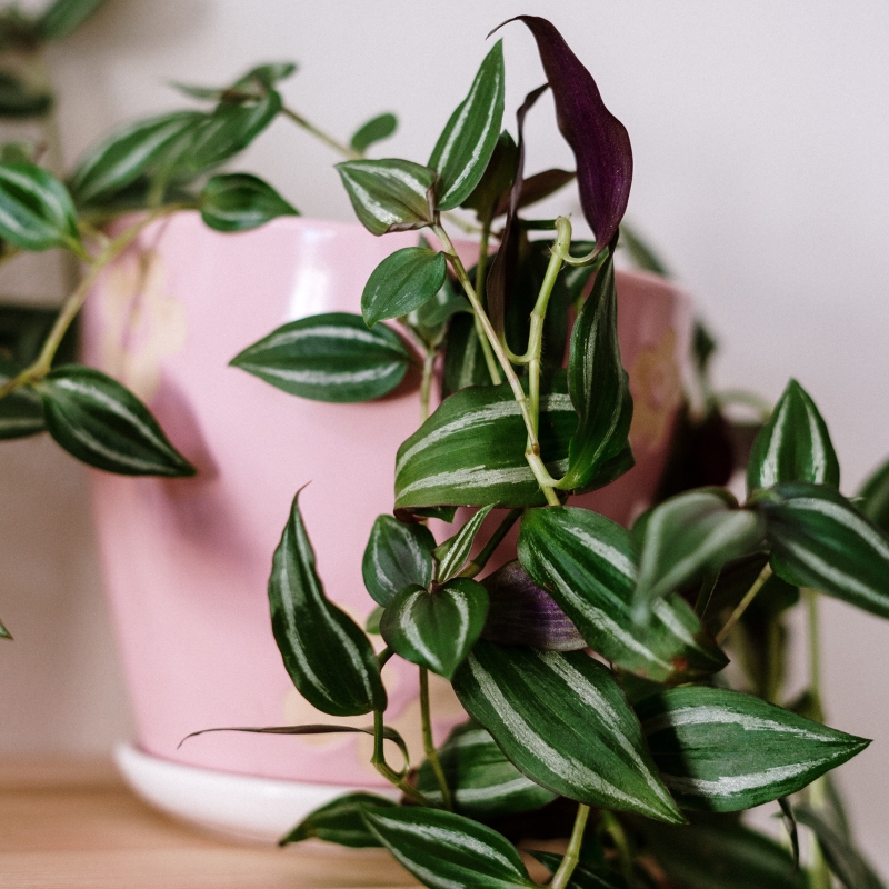 Zimmertradescantia