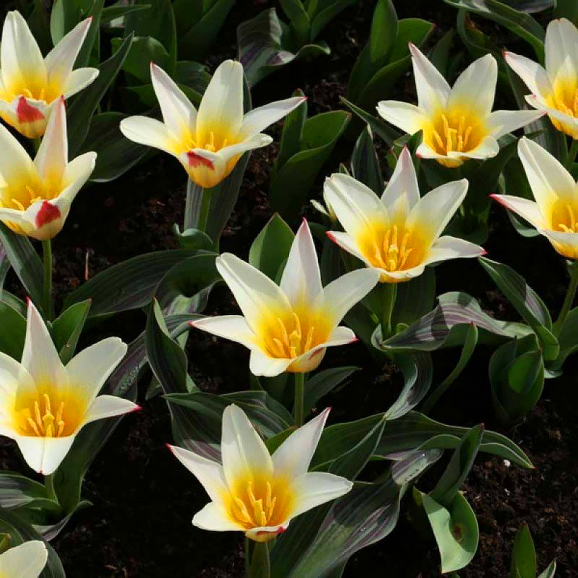 Kaufmanniana-Tulpen