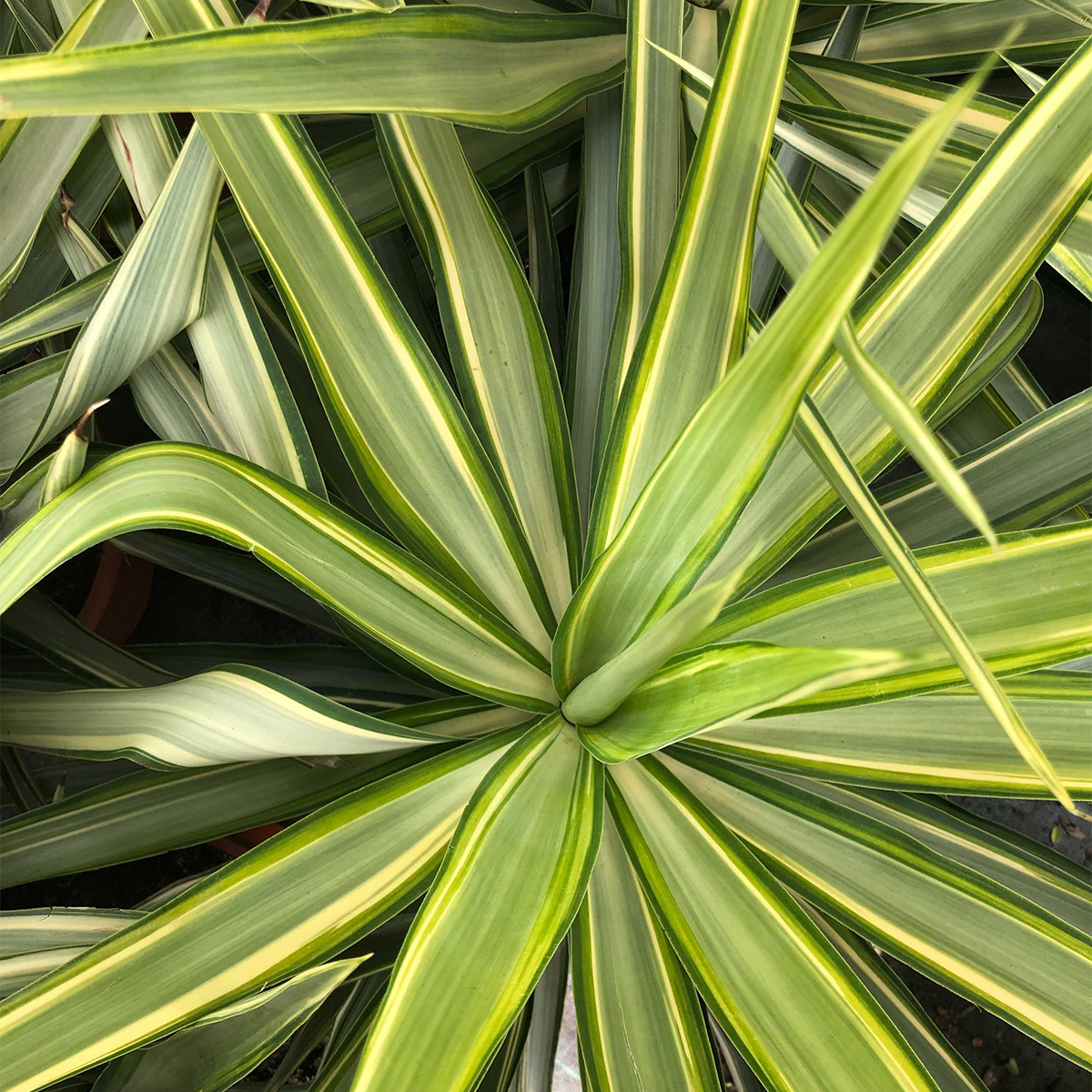 sansevieria golden wendy Sansevieria trifecta Golden Wendy 4"