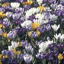 Kollektion 100 Krokusse mit gro&szlig;en Blumen - Mammouth