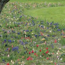 Kollektion Gartenfreiheit - 200 Zwiebeln