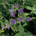 Geranium nodosum Clos du Coudray - Knotiger Bergwald Storchschnabel