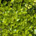 Griseline - Griselinia littoralis